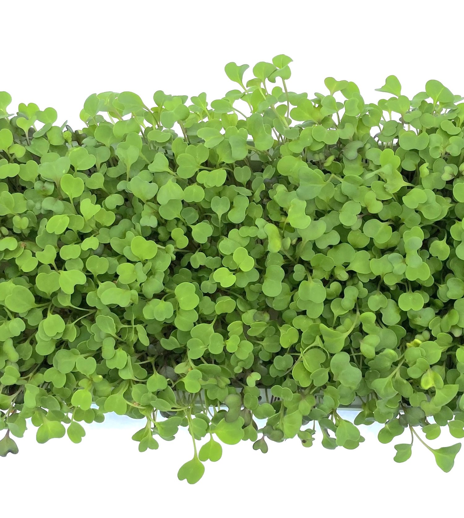 Kelly's Microgreens